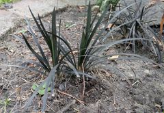 Ophiopogon planiscapus