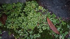 Hydrocotyle tripartita