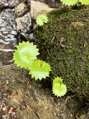 Micranthes odontoloma