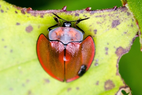 Cyrtonota marginata