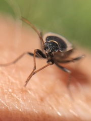 Xanthochilus saturnius