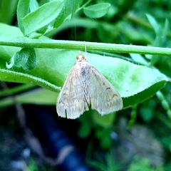 Ostrinia nubilalis