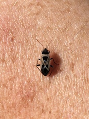 Xanthochilus saturnius