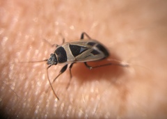 Xanthochilus saturnius