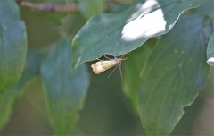Chrysocrambus linetella