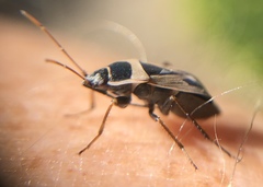 Xanthochilus saturnius