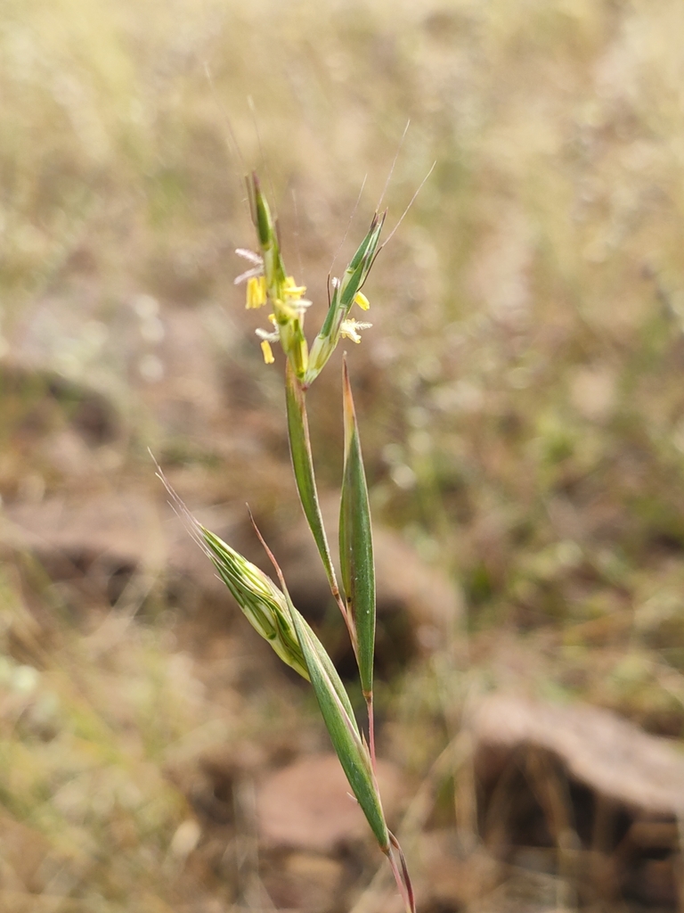 Andropogon pumilus