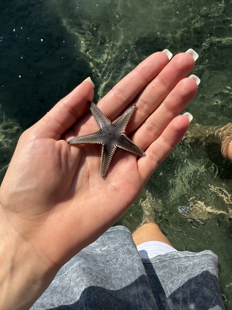 Astropecten platyacanthus