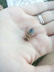 Amphimallon solstitiale