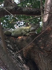 Iguana iguana