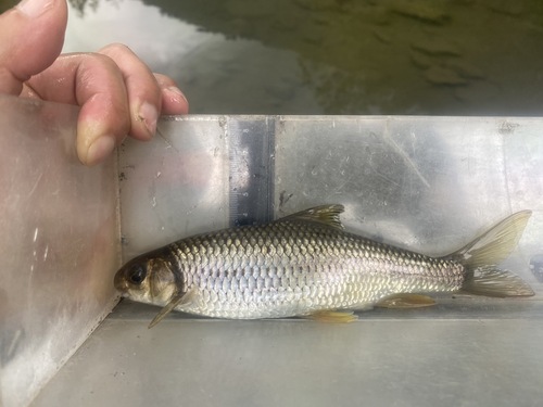Taiwanese schraapkarper (Onychostoma barbatulum) — Cyprinidae — 2
