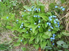 Brunnera macrophylla