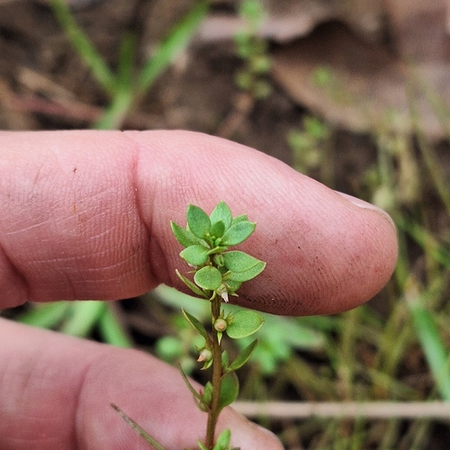 Image of Bastard pimpernel by (c) Greg Tasney, some rights reserved (CC BY-SA)