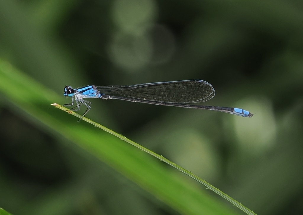 Archibasis tenella