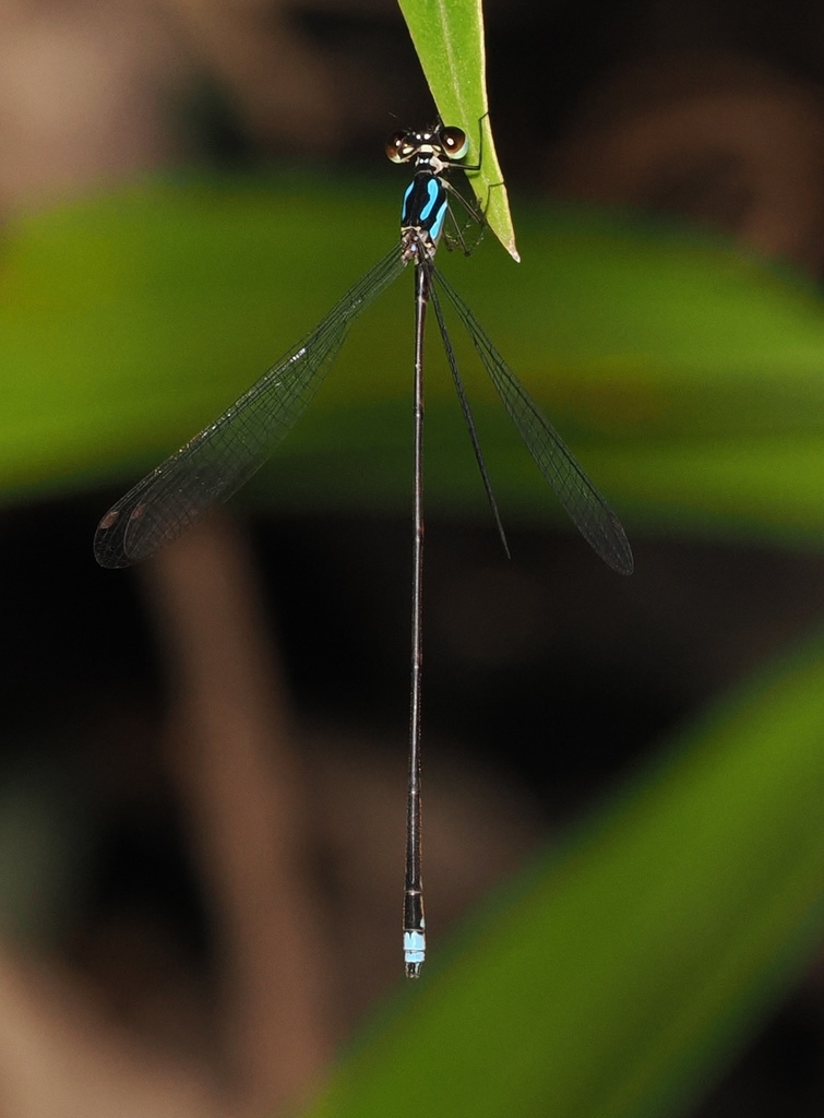 Coeliccia roberti
