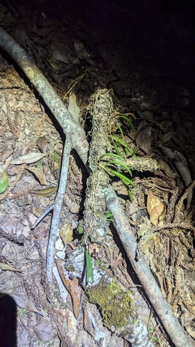 Image of Dendrobium schoeninum by (c) Alesha Teitzel, some rights reserved (CC BY)