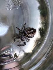 Phidippus comatus