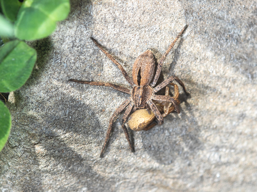 Common Lance-backed Crab Spider, Талгар, Казахстан, photo 8 of 10