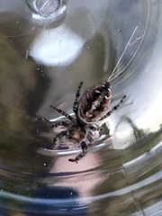 Phidippus comatus