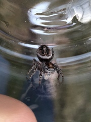Phidippus comatus