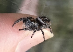 Phidippus comatus