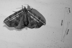 Eulithis gracilineata