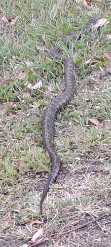 Coastal Carpet Python sighting