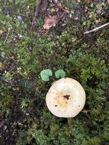 Russulaceae