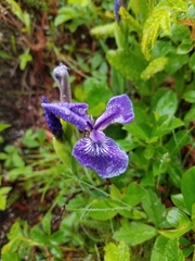 Iris hookeri