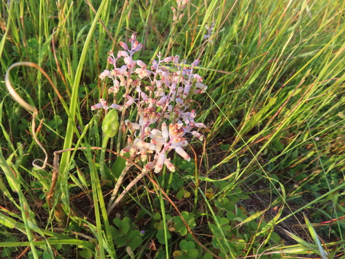 Image of Lachenalia unifolia by (c) linkie, some rights reserved (CC BY)