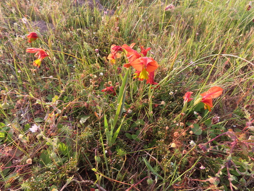 Image of Gladiolus alatus by (c) linkie, some rights reserved (CC BY)