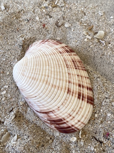 Callista planatella observed 2024-08-11