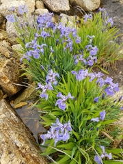 Iris hookeri
