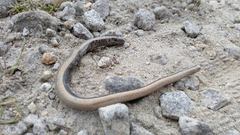 Anguis fragilis