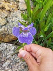 Iris hookeri