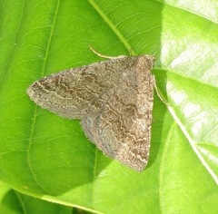 Matigramma pulverilinea