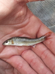 Campostoma spadiceum