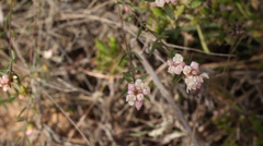 Lachnaea burchellii