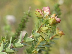 Penaea cneorum gigantea