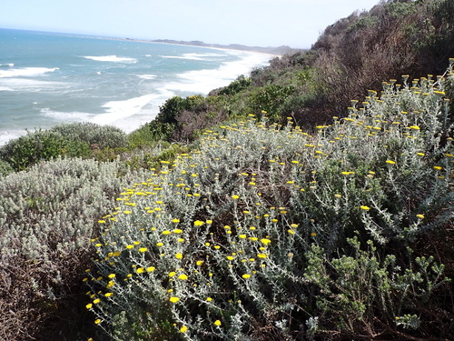 Image of Helichrysum dasyanthum by (c) Nicola van Berkel, some rights reserved (CC BY-SA)