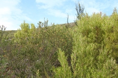 Penaea cneorum gigantea