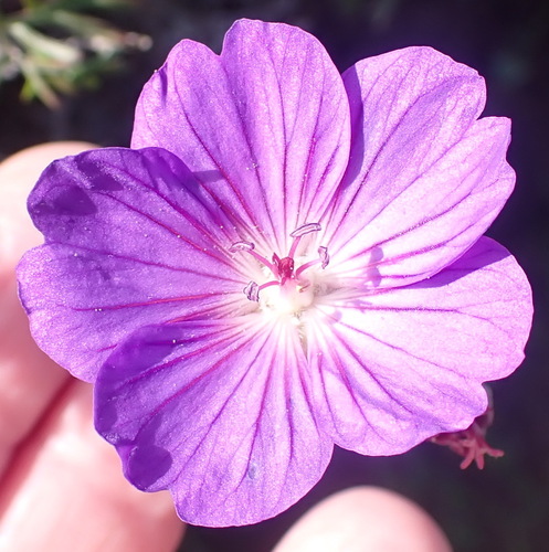 Image of Geranium incanum by (c) Nicola van Berkel, some rights reserved (CC BY-SA)