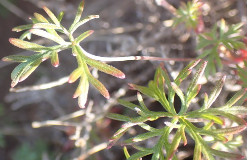 Image of Geranium incanum by (c) Nicola van Berkel, some rights reserved (CC BY-SA)