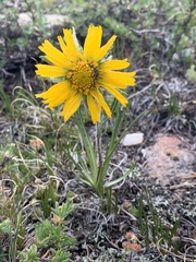 Hymenoxys brandegeei