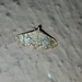 Synclera traducalis