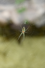 Leucauge argyrobapta