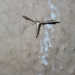 Pterophorinae