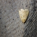 Lepidoptera