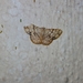 Heterostegane subtessellata