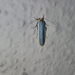 Brunia antica